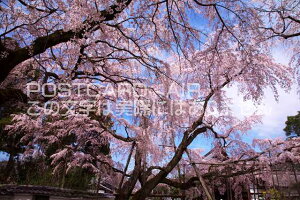 s{ ss@펛̂̃|XgJ[ht͂@Photo@byi.com