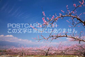 R Js@̃|XgJ[ht͂@Photo@byi.com