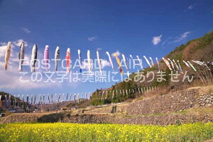 �R���� �k�m�s�������@�����̂ڂ�̃|�X�g�J�[�h�t���͂����@Photo�@by��i.com