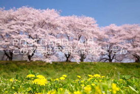 京都府 八幡市タンポポと桜のポストカード葉書はがき　Photo　by絶景.com