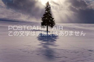 kC Sl@NX}Xc[̖؂̃|XgJ[ht͂@Photo@byi.com