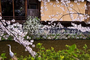 s{ ss@_ ̍̃|XgJ[ht͂@Photo@byi.com