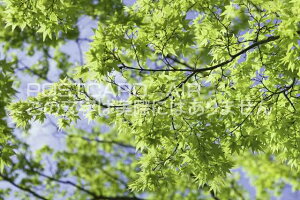 s{ ssE@V΂̃JGf̃|XgJ[ht͂@Photo@byi.com