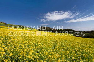 Ɍ WHs@؂̉Ԕ̃|XgJ[ht͂@Photo@byi.com