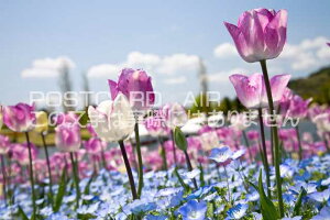 Ɍ WHs@`[bṽ|XgJ[ht͂@Photo@byi.com