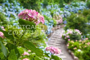 s{ ss@AWTC̃|XgJ[ht͂@Photo@byi.com