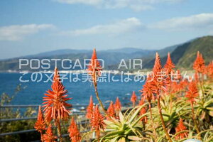 m ˎs@AG̉ԍ炭yp̃|XgJ[ht͂@Photo@byi.com