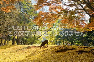 奈良県 奈良市　紅葉の森と鹿のポストカード葉書はがき　Photo　by絶景.com