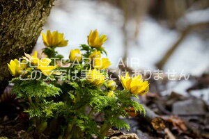 ꌧ S꒬@̃|XgJ[ht͂@Photo@byi.com