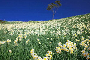 �啪�� �ʕ{�s�@�ʕ{�p�̃|�X�g�J�[�h�t���͂����@Photo�@by��i.com