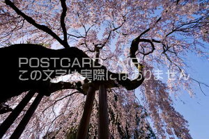 ޗǌ ޗǎs@X_Ђ̂̃|XgJ[ht͂@Photo@byi.com