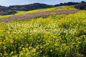 Ɍ WHs 킶Ԃ̃|XgJ[ht͂@Photo@byi.com