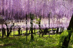 �y���{�̕��i�|�X�g�J�[�h�z�啪�� �F���s ���I�̃|�X�g�J�[�h�t���͂����@Photo�@by��i.com