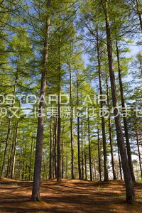 y|XgJ[hAIRiz쌧 k܌Sn V΂̃J}cт̃|XgJ[ht͂@Photo@byi.com