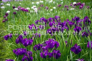 ޗǌ ޗǎs@Ԃ傤Ԃ̃|XgJ[ht͂nKL@Photo@byi.com