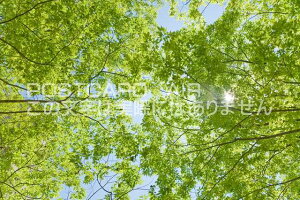 y|XgJ[hAIRizs{ ySؒ@ؘR̃|XgJ[ht͂nKL@Photo@byi.com