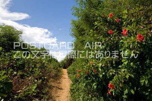 y|XgJ[hAIRĕizꌧ {Ós@nCrXJX̍炭̃|XgJ[ht͂nKL@Photo@byi.com