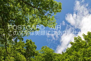 �y���{�̕��i�|�X�g�J�[�h��AIR�z�򕌌� ���R�s�ċ�ƐX�̃|�X�g�J�[�h�t���͂����n�K�L�@Photo�@by��i.com