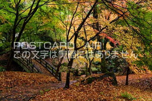 �y���{�̕��i�|�X�g�J�[�h��AIR�z�啪�� �|�c�s�g�t�ɐ��܂�z�ڂ̗��̃|�X�g�J�[�h�t���͂����n�K�L�@Photo�@by��i.com