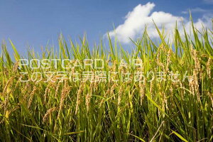 y{̕i|XgJ[hAIRzޗǌ s̃|XgJ[ht͂nKL@Photo@byi.com