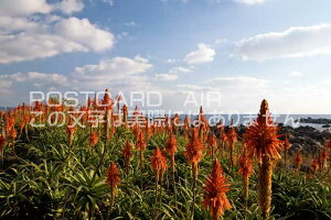 y{̕i|XgJ[hAIRzm ˎsAG̉ԍ炭s̃|XgJ[ht͂nKL@Photo@byi.com