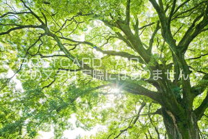 y{̕i|XgJ[hAIRzs{ ss㋞GmL̑؂̃|XgJ[ht͂nKL@Photo@byi.com