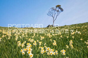 y{̕i|XgJ[hAIRzɌ 삠킶s@单␅勽̃|XgJ[ht͂nKL@Photo@byi.com