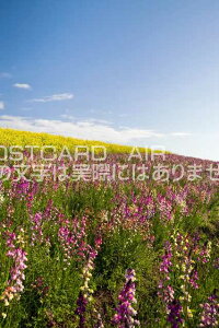 y{̕i|XgJ[hAIRzɌ WHs킶Ԃ̃|XgJ[ht͂nKL@Photo@byi.com