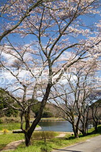 �y���{�̕��i�|�X�g�J�[�h��AIR�z�ޗǌ� ����s�����؂Ɛ�̃|�X�g�J�[�h�t���͂����n�K�L�@Photo�@by��i.com