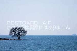 y{̕i|XgJ[hAIRzꌧ Čs{̖؂Ɣi΂̃|XgJ[ht͂nKL@Photo@byi.com