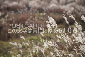 y{̕i|XgJ[hAIRz쌧 Ks {b`XXL̃|XgJ[ht͂nKL@Photo@byi.com