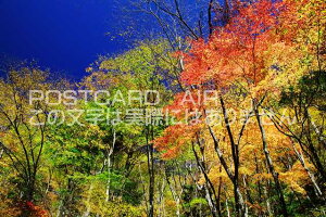 y{̕i|XgJ[hAIRzޗǌ gSV쑺@gt̐X̃|XgJ[ht͂nKL@Photo@byi.com