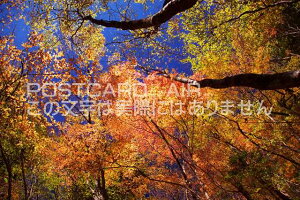 y{̕i|XgJ[hAIRzޗǌ gSV쑺@gt̐X̃|XgJ[ht͂nKL@Photo@byi.com