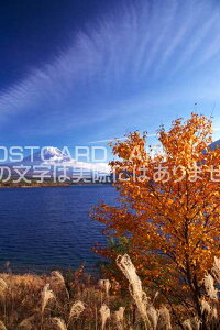 y{̕i|XgJ[hAIRzR sS xm͌ΒxmRƐi΂̃|XgJ[ht͂nKL@Photo@byi.com