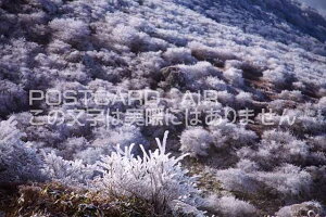 �y���{�̕��i�|�X�g�J�[�h��AIR�z�啪�� ���S��d�� ���X�̃|�X�g�J�[�h�t���͂����n�K�L�@Photo�@by��i.com