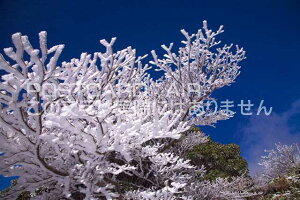 y{̕i|XgJ[hAIRz啪 Sd X̃|XgJ[ht͂nKL@Photo@byi.com