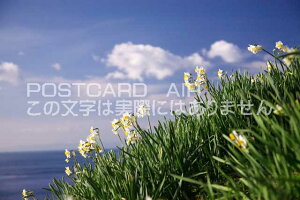 y{̕i|XgJ[hAIRzɌ 삠킶s 单␅勽̃|XgJ[ht͂nKL@Photo@byi.com