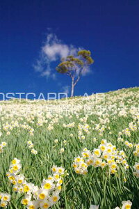 y{̕i|XgJ[hAIRzɌ 삠킶s 单␅勽̃|XgJ[ht͂nKL@Photo@byi.com