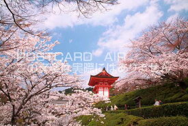 【日本の風景ポストカードのAIR】清水寺の桜のポストカード葉書はがきハガキ　Photo　by絶景.com
