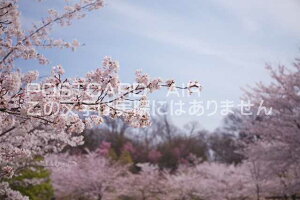 y{̕i|XgJ[hAIRzs{ ySؒ͂ȋLO̍̃|XgJ[ht͂nKL@Photo@byi.com