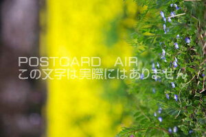 y{̕i|XgJ[hAIRzs{ cӎs IICkmtÕ|XgJ[ht͂nKL@Photo@byi.com