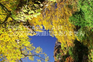 �y���{�̕��i�|�X�g�J�[�h��AIR�z���Q�� �����s �ΒȎR�H�̐X�̃|�X�g�J�[�h�t���͂����n�K�L�@Photo�@by��i.com