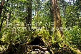 楽天市場 ウイルソン株の通販