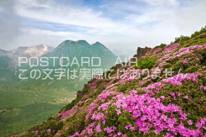 �y���{�̕��i�|�X�g�J�[�h��AIR�z�啪���@�|�c�s�~���}�L���V�}�炭�����x�̃|�X�g�J�[�h�t���͂����n�K�L�@Photo�@by��i.com