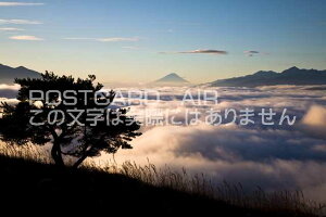 y{̕i|XgJ[hz쌧 KsxmRƉ_C̃|XgJ[ht͂nKL@Photo@byi.com