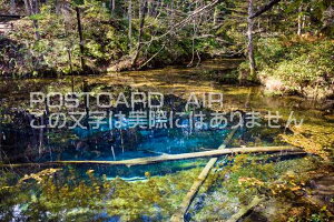 y{̕i|XgJ[hAIRzkC@ΗSH̐_̎qr̃|XgJ[ht͂nKL@Photo@byi.com