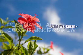 【日本の観光地ポストカードのAIR】「Okinawao, Japan」沖縄県ハイビスカスの絵葉書ハガキpostcard-photo by 絶景.com