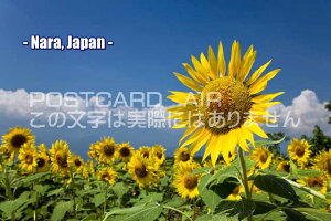 y{̊όn|XgJ[hAIRzuNara, JapanvЂ܂GtnKLpostcard-photo by i.com