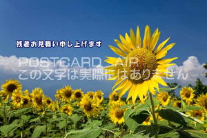 yĂ̋G߂̈A|XgJ[hAIRzuc\グ܂vƌЂ܂̃nKLGtpostcard-photo by i.com