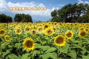 yĂ̋G߂̈A|XgJ[hAIRzuc\グ܂vƌЂ܂̃nKLGtpostcard-photo by i.com